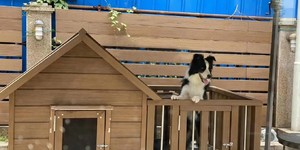 Террасная доска ДПК Turtle Shell Thai Teak Co-Extrusion забор и будка для собаки из дпк
